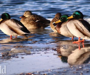 City hoping to determine cause of waterfowl deaths