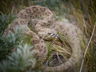 Rattlesnake sightings expected to increase with warmer weather