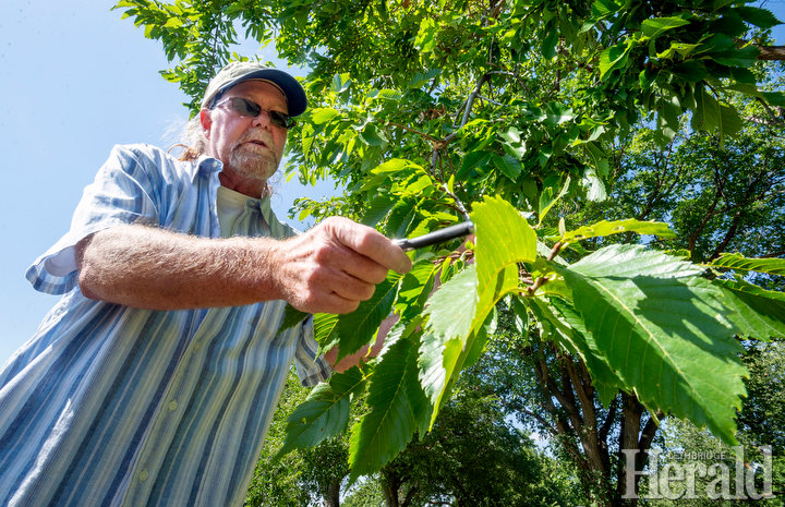 First cases of Dutch Elm Disease in province found in Lethbridge