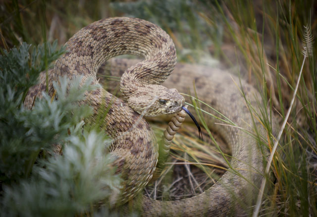 Rattlesnake sightings expected to increase with warmer weather