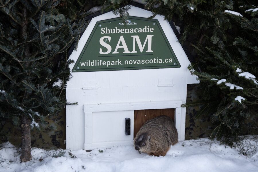 Groundhog Day 2025 Willie, Fred and Sam at odds over spring’s arrival