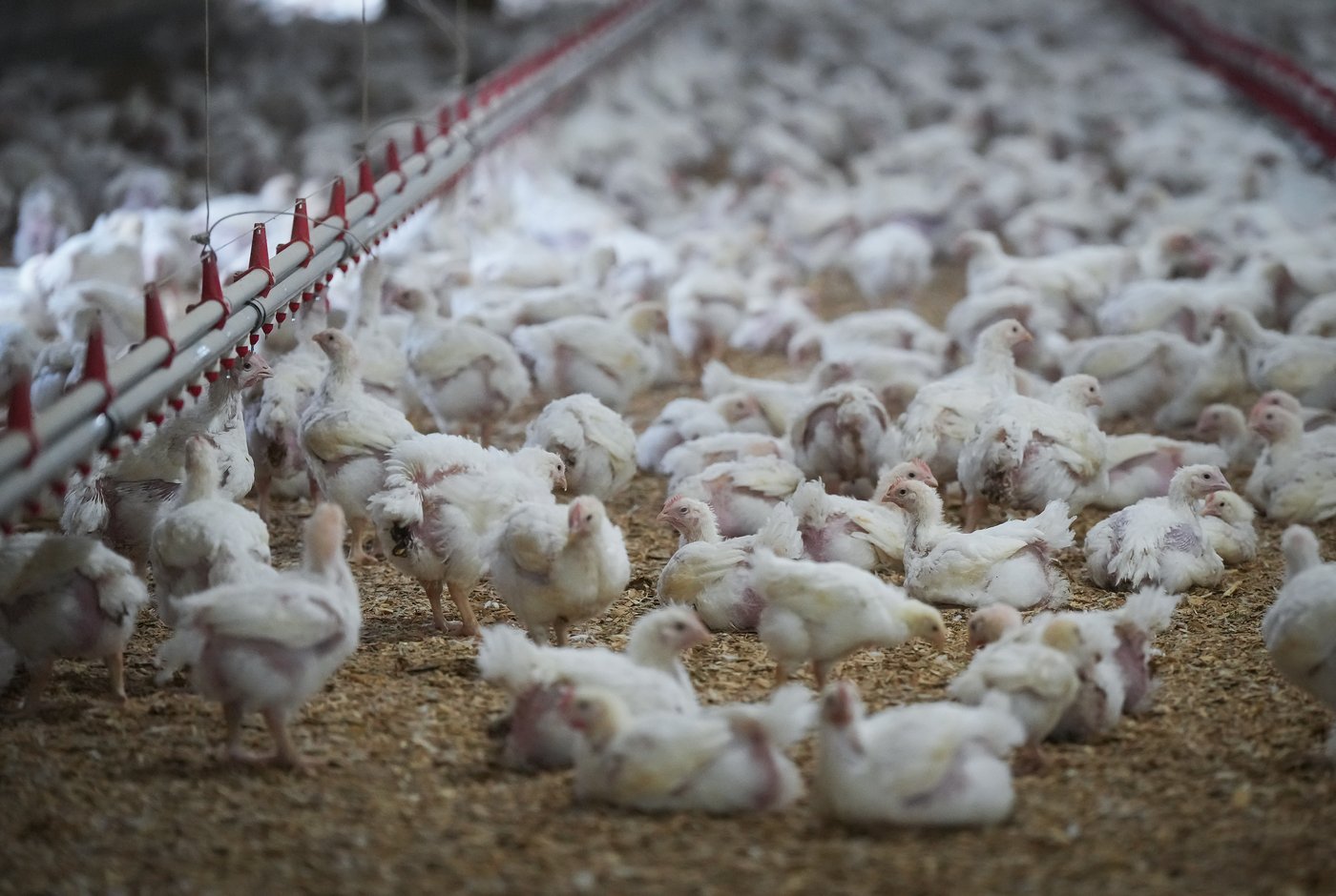 Ottawa buys bird flu vaccine for those at risk, such as farm workers
