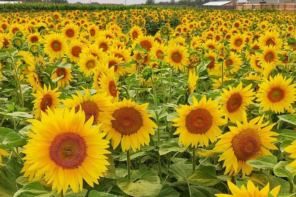 Alberta’s Best Corn Mazes & Sunflower Fields to Get Lost in this Fall