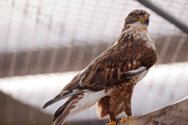 Province launches plan to protect endangered hawk